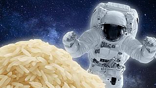 Рис будут выращивать на Луне и на Марсе