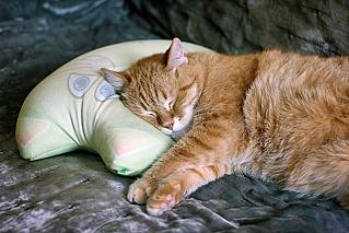 Кошки – чемпионы сна