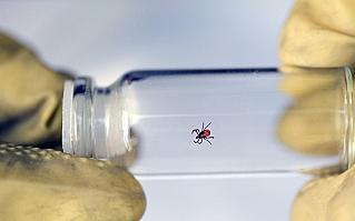 На Дону обнаружены опасные очаги клещевых инфекций