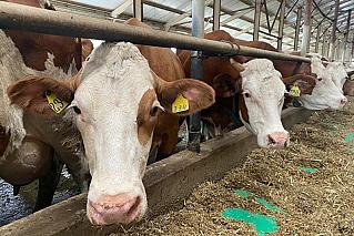 Донские животноводы могут получить господдержку на содержание крупного и мелкого рогатого скота