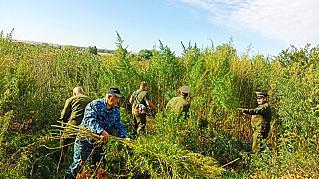 В Обливском районе уничтожили более 2 тысяч кустов конопли