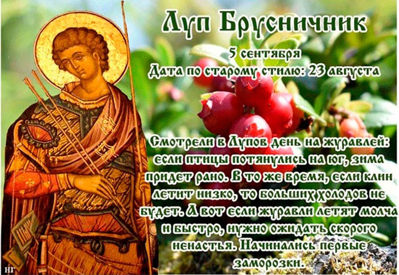 Луп Брусничник: что лучше не делать 5 сентября?