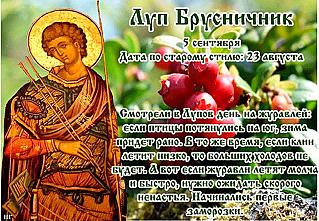 Луп Брусничник: что лучше не делать 5 сентября?