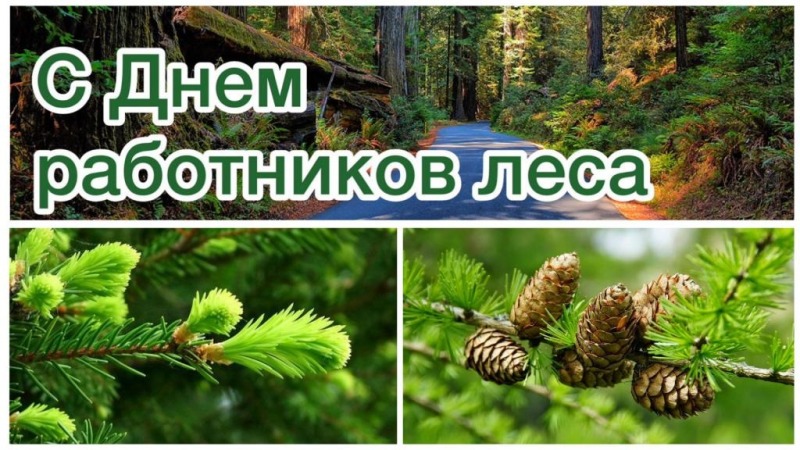 21 сентября - День работников леса