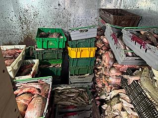 Операция «Табор»: 6 тонн рыбы и 123 задержанных