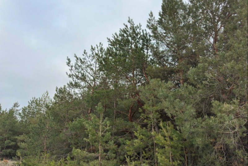 В лесах Ростовской области усилена охрана хвойных насаждений