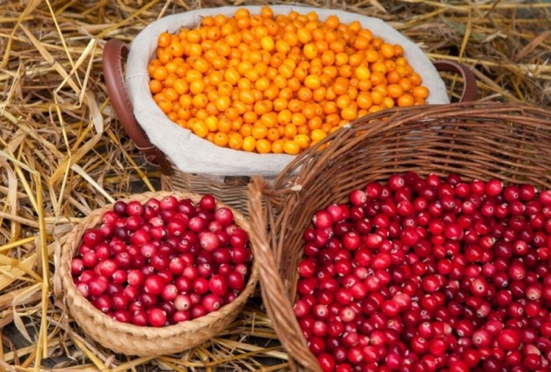 Врач раскрыла секрет осеннего иммунитета: три ягоды, которые заменят аптечку