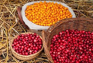 Врач раскрыла секрет осеннего иммунитета: три ягоды, которые заменят аптечку