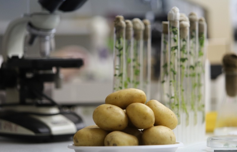 Искусственный интеллект поможет выращивать картофель