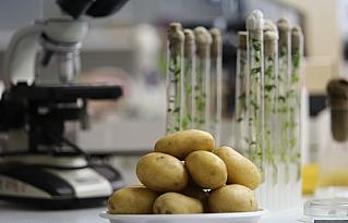 Искусственный интеллект поможет выращивать картофель