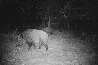 Тепловизор и миллион ущерба: « продвинутого» браконьера задержали на Дону