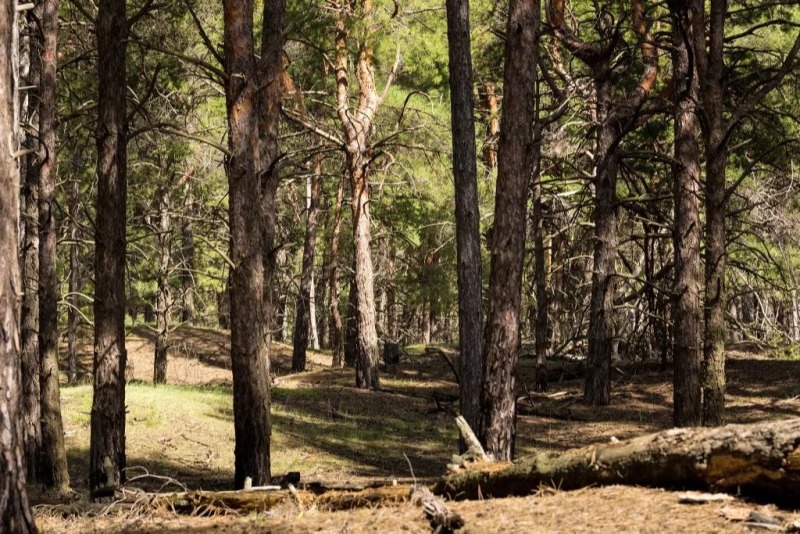 В Ростовской области заблудились грибники