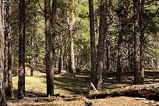 В Ростовской области заблудились грибники
