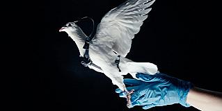 Российская компания представила первых голубей-биодронов