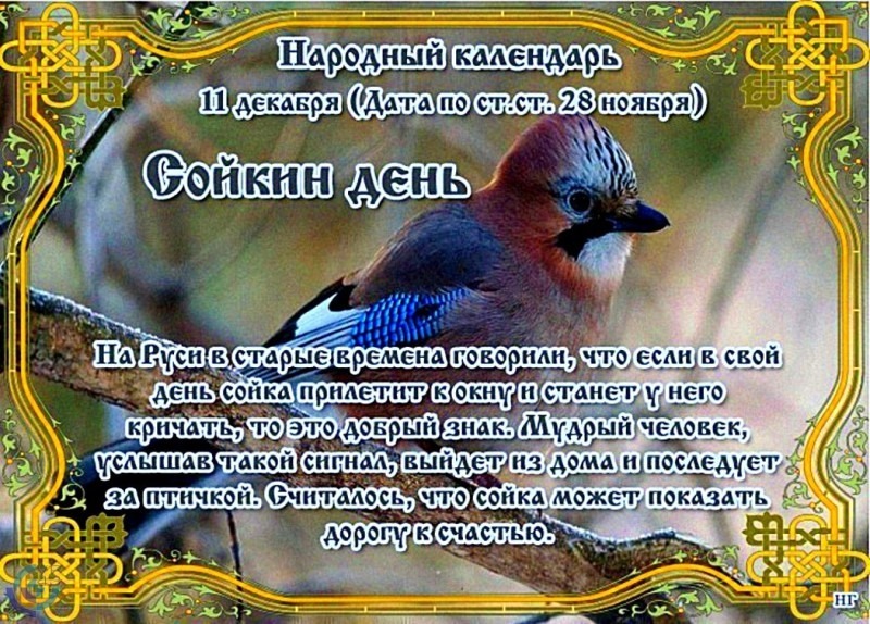 Сойкин день: как нужно провести 11 декабря, чтобы все в жизни ладилось?