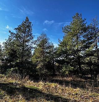 На Дону усилена охрана лесов