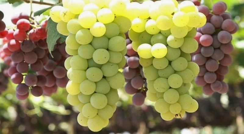 Аномально теплая осень может лишить урожая ряд регионов России