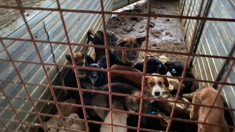 «Забытые сердца»: в приюте под Ростовом найдены около 200 погибших животных