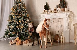 Как встречать год Лошади?