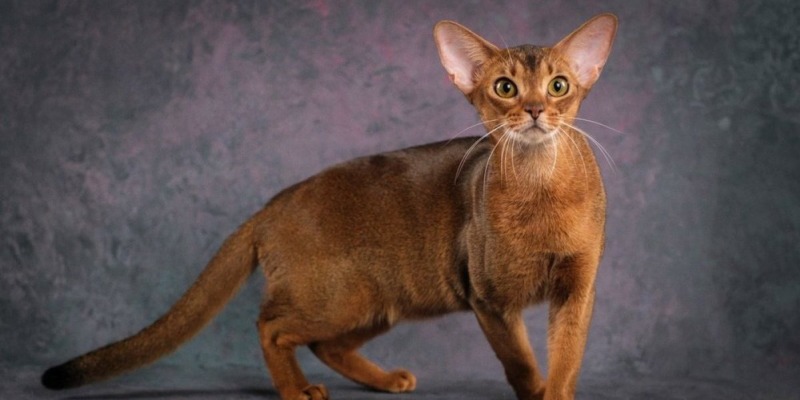 Абиссинский кот из РФ назван самым красивым в мире