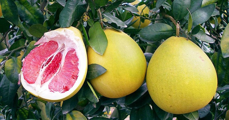 Что такое помело и зачем его едят?