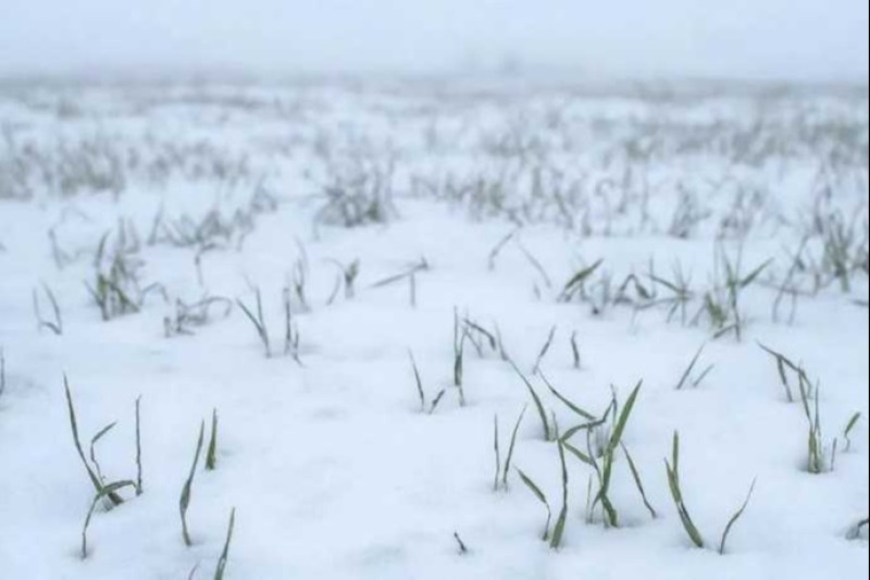 Как перезимуют донские озимые?