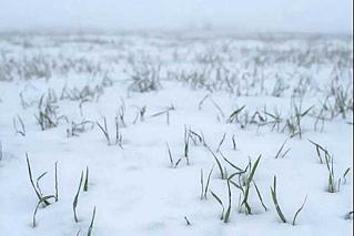 Как перезимуют донские озимые?