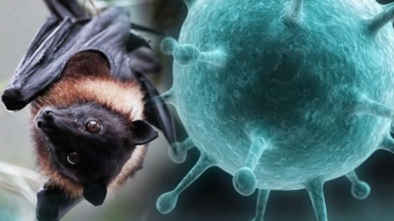 Смертельный вирус из Индии: грозит ли Нипах России?