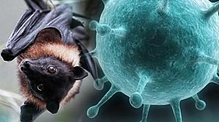 Смертельный вирус из Индии: грозит ли Нипах России?