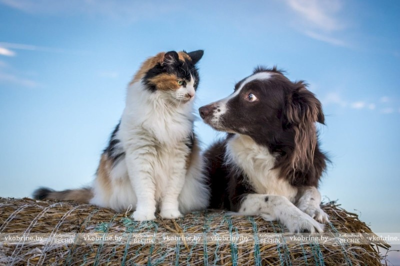 Пес пожалел, а люди нет: суровый алабай приютил в будке бездомную кошку