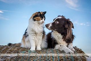 Пес пожалел, а люди нет: суровый алабай приютил в будке бездомную кошку