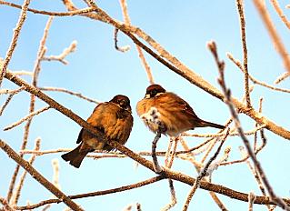 В России посчитали воробьёв