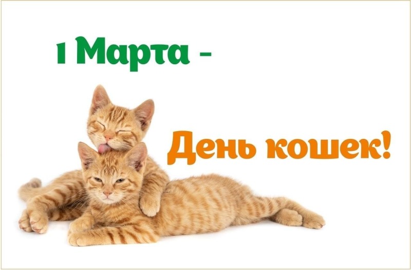 1 марта - День кошек