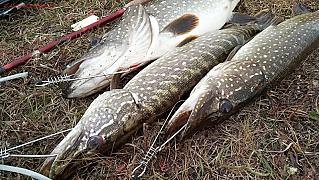 В Ростовской области стартует весенний запрет на рыбалку