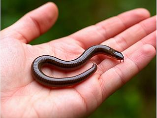 Разгладить морщины помогут дождевые черви