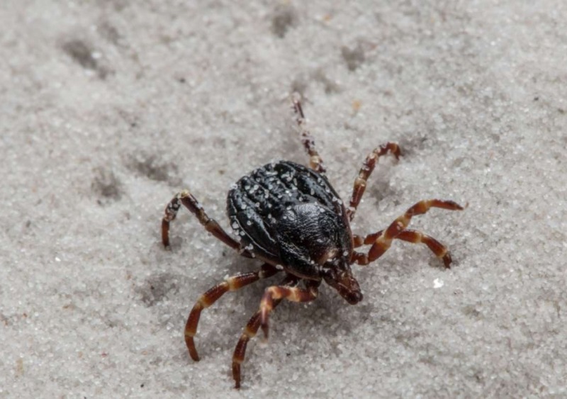 Клещи-мутанты могут атаковать Ростовскую область