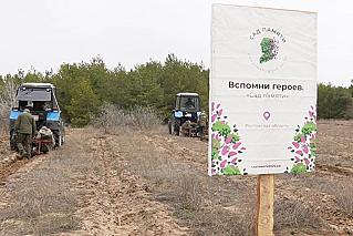 В честь погибших, во славу живых: Ростовская область присоединилась к акции «Сад памяти»