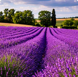 Где, когда и что зацветает в Крыму: вышел новый выпуск календаря на 2026 год