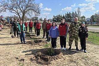 «Живой памятник» героям СВО: поисковики и школьники высадили аллею туй в Обливском районе