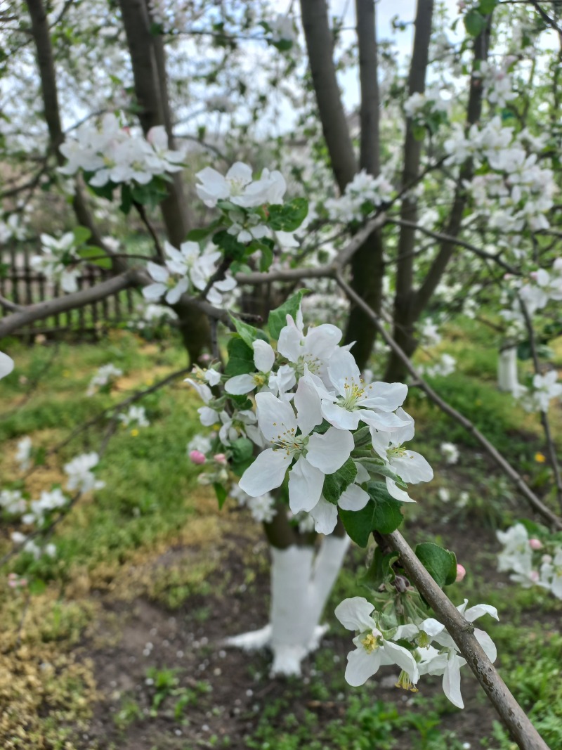 Как защитить растения от вредителей и болезней