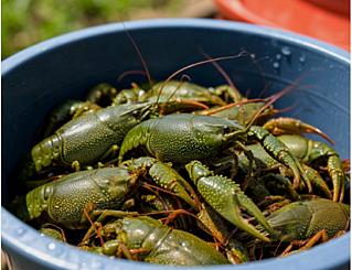В Ростовской области браконьер охотился на раков с вилами