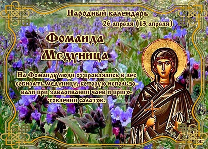 Фомаида Медуница: какой цветок собирали 26 апреля?