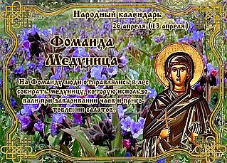 Фомаида Медуница: какой цветок собирали 26 апреля?