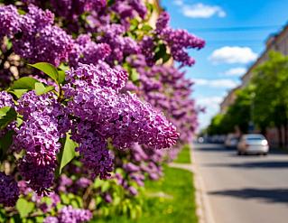 За букет сирени, сорванный в общественном месте, грозит штраф