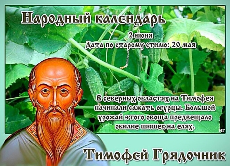 Тимофей Грядочник: какие растения 2 июня сажали в огороде?