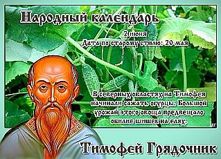 Тимофей Грядочник: какие растения 2 июня сажали в огороде?