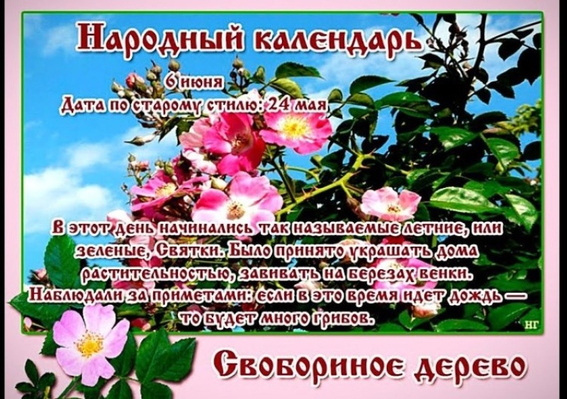 Свобориное дерево: почему 6 июня принято считать началом лета?