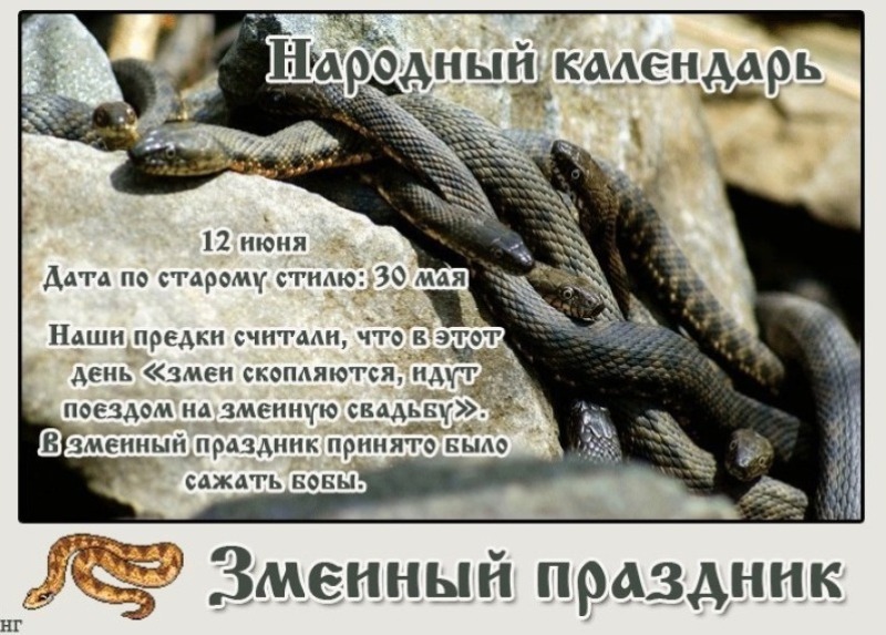 Змеиный праздник: какие приметы важно знать и соблюдать 12 июня?