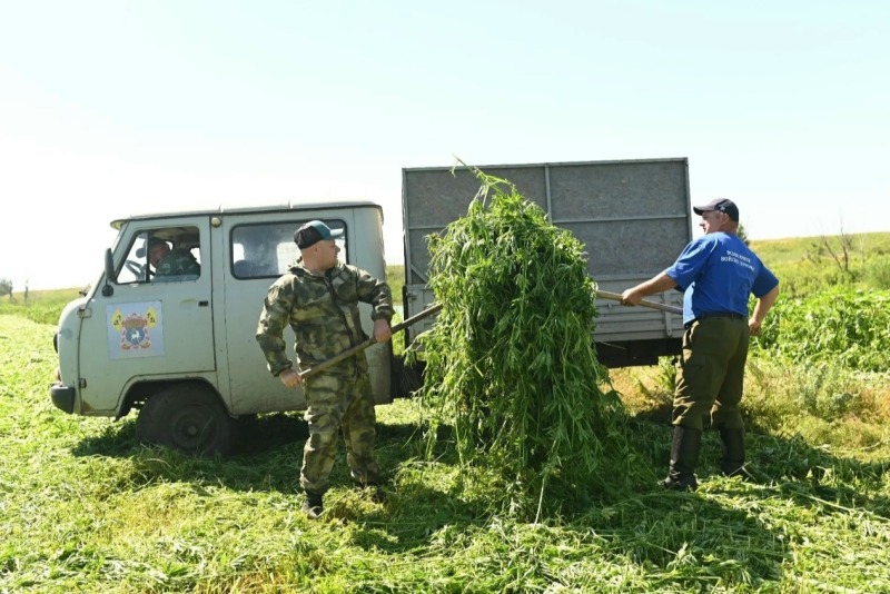 На Дону подвели итоги первого этапа борьбы с дикорастущей коноплей