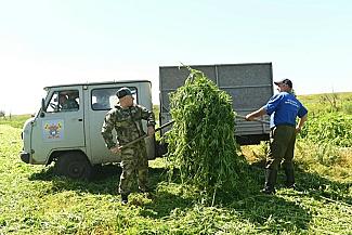 На Дону подвели итоги первого этапа борьбы с дикорастущей коноплей